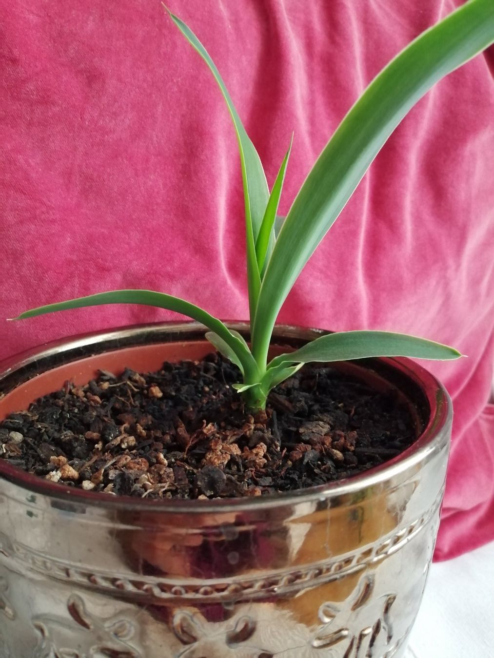 Piante & sementi: kleine Yucca – Usato da Windisch venduto da mer_6cjk 4