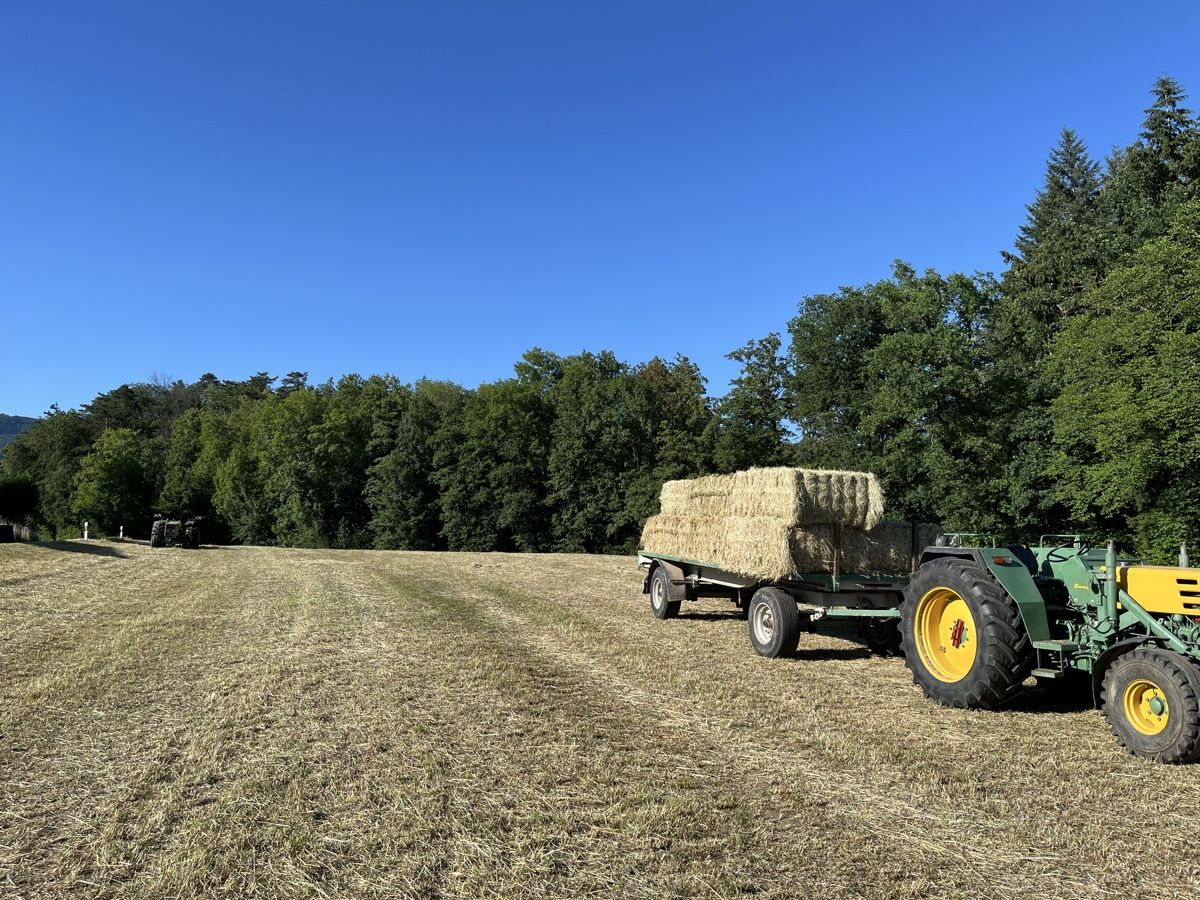 Mangimi: Heuballen, Quaderballen gross – Nuovo (secondo la descrizione) da Flumenthal venduto da huschful02 2