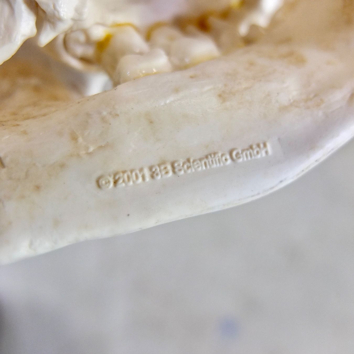 Attrezzature mediche: 3B Scientific Beauchene-Schädel, 22-teilig – Usato da Basel venduto da Brocki-auf-dem-Wolf 9