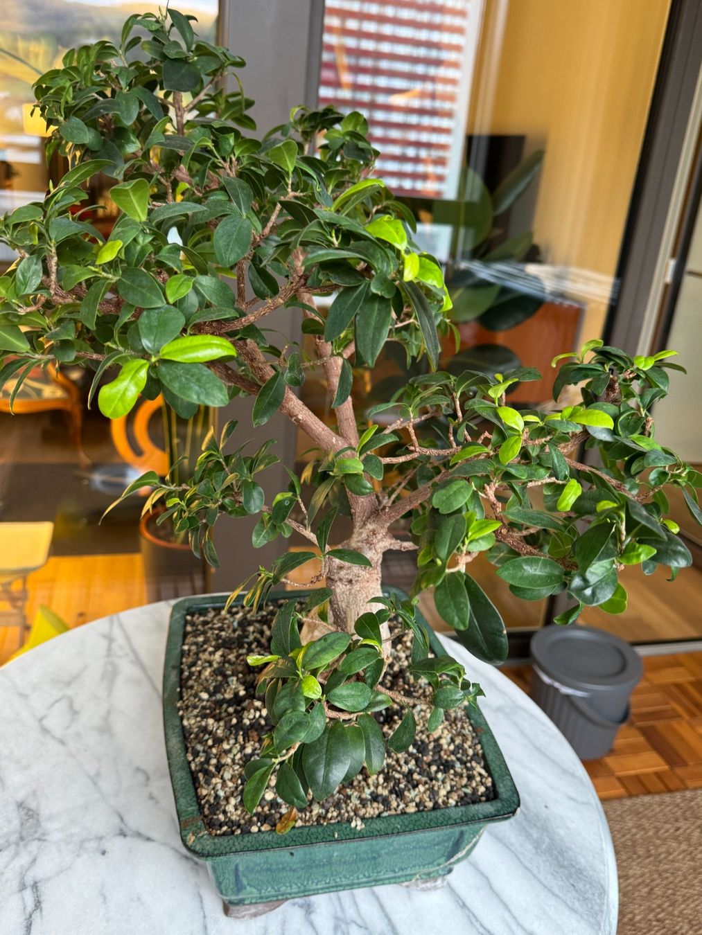 Piante & sementi: Bonsai Baum Mini Ficus – Usato da Spreitenbach venduto da AR0102 2