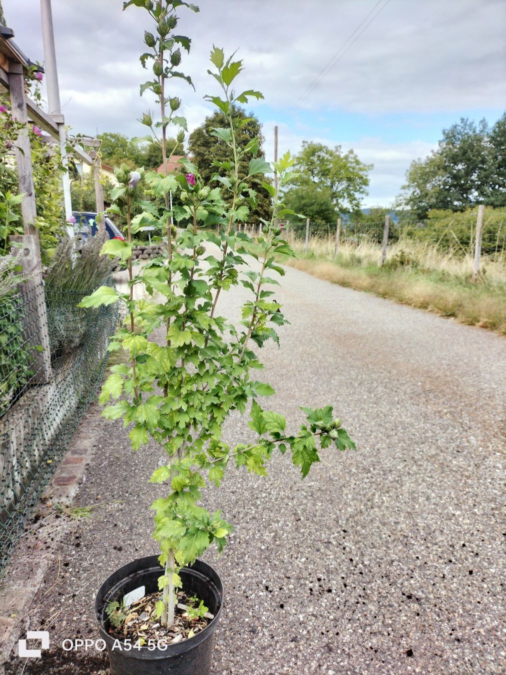 Piante & sementi: Hibiskus Winterhart – Usato da Attelwil venduto da Schneider76 4