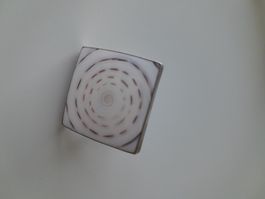 ring schnecke muschel