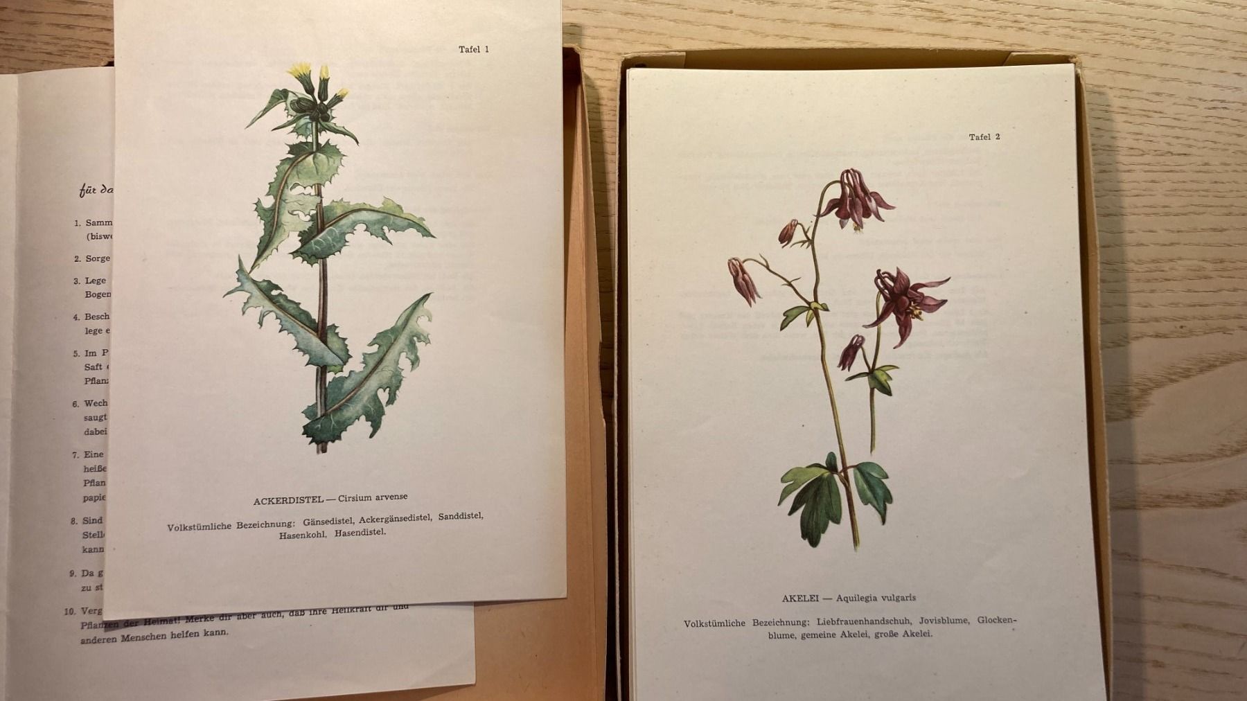 Livres: Heilkräuterfibel mit 80 Bildtafeln – D'occasion à Zwingen par Hugom 3