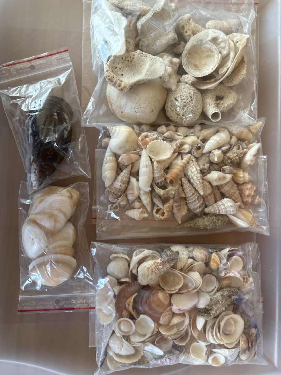Toutes les décorations: Muschel Sammlung – D'occasion à Rümlang par euqinom16 4