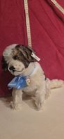 Steiff St. Bernard 1931 Replica 1993 Limitierte Auflage