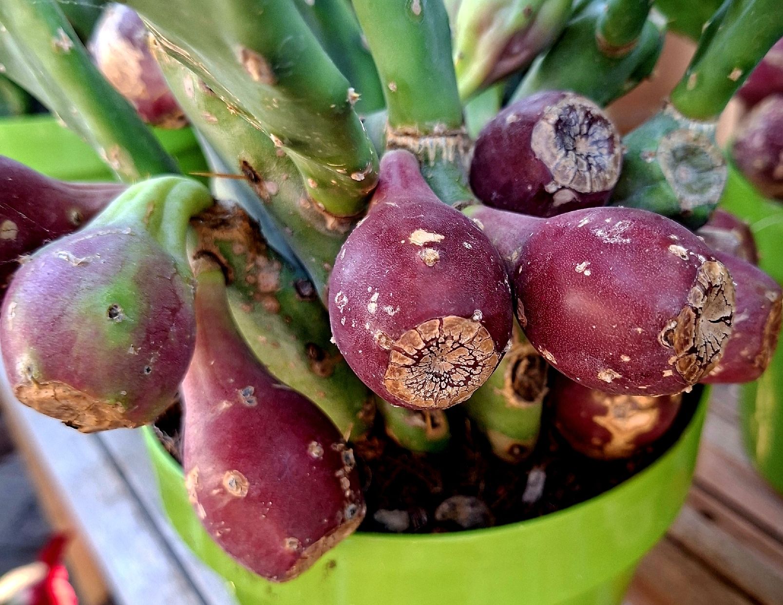 Kaktus Opuntia, allgemein bekannt als Feigenkaktus, H 30 cm (Neu und  originalverpackt) in Rovio fr CHF 59  mit Lieferung auf Ricardo kaufen