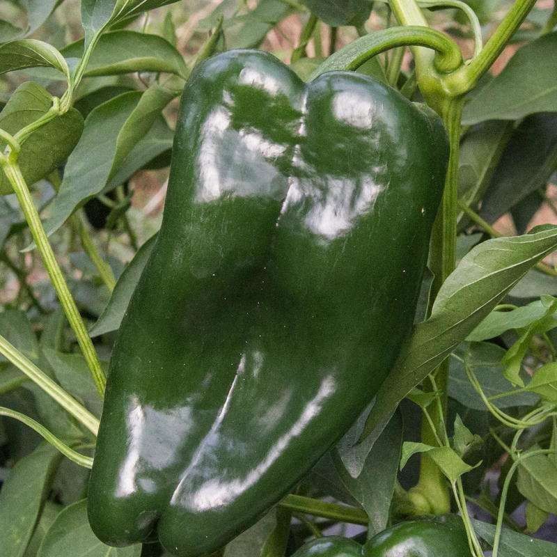 Piante & sementi: 50 Samen ANCHO GRANDE Poblano Chili – Nuovo (secondo la descrizione) da Ehrendingen venduto da VerveinaSamen 2