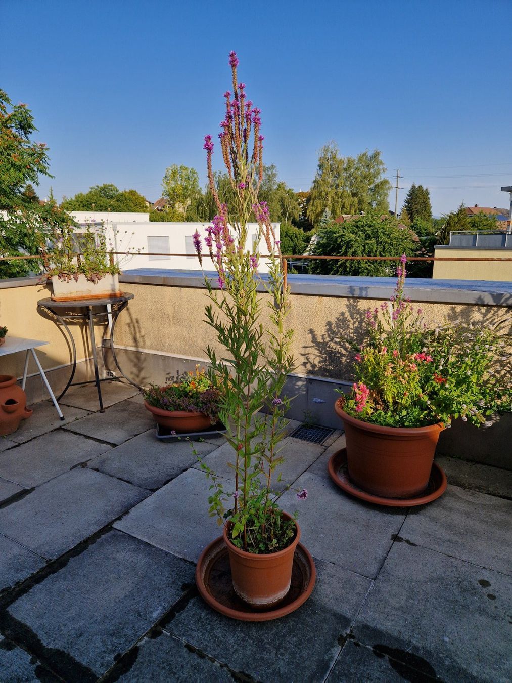 Piante & sementi: Balkon-/Gartenpflanze: Blutweiderich – Usato da Münchenbuchsee venduto da Aare22 5