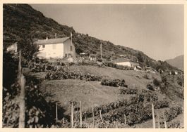 Gudo,  mit Weinbergen