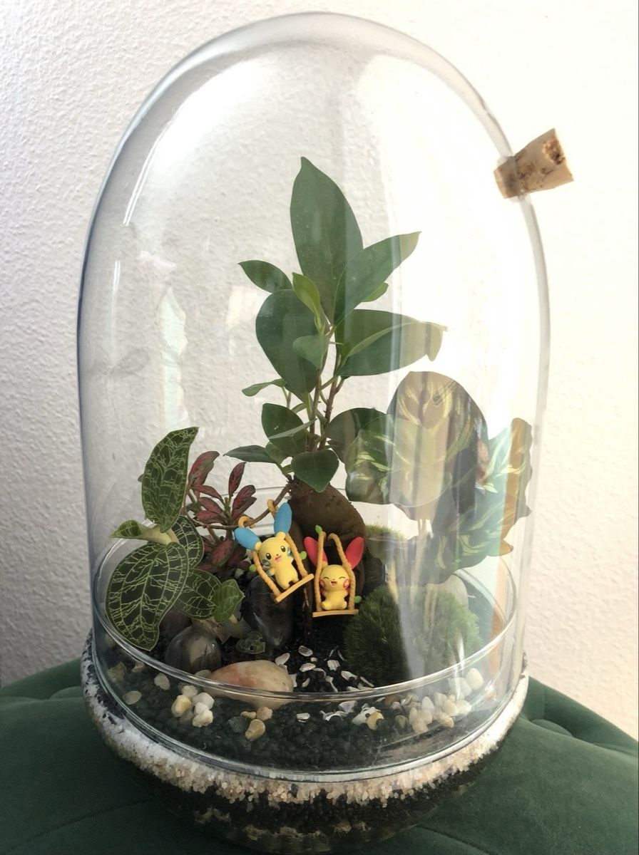 Terrario: Terrarium Glas Ei-Form – Usato da Neuhausen am Rheinfall venduto da nifi.plants