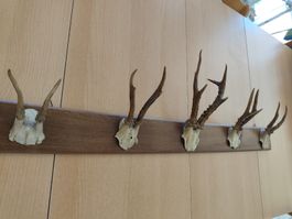 5 Geweihe auf Holzbrett aufgemacht