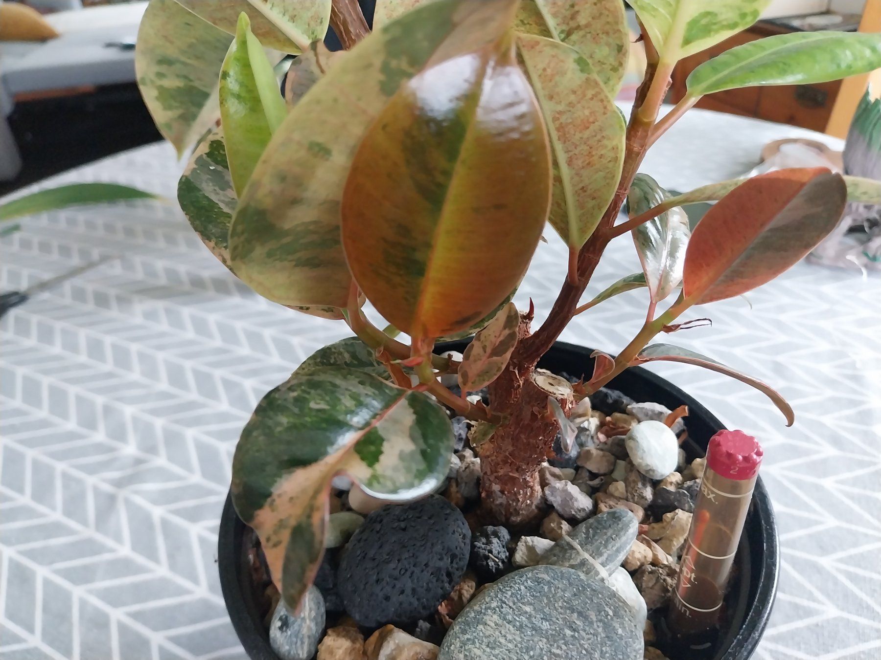 Piante & sementi: Ficus elastica 'Shivereana Moonshine' Kopfsteckling – Usato da Schwaderloch venduto da bademeister79 4