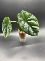 Alocasia Sinuata (1-3)