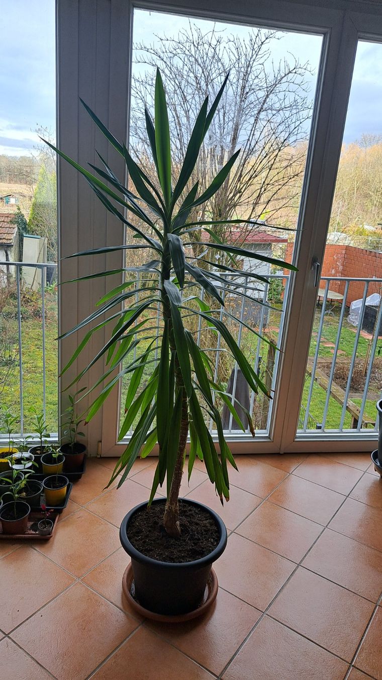 Pflanzen & Samen: Grosse Yucca Palme Zimmerpflanze – Gebraucht aus Riehen von Chimpara 1