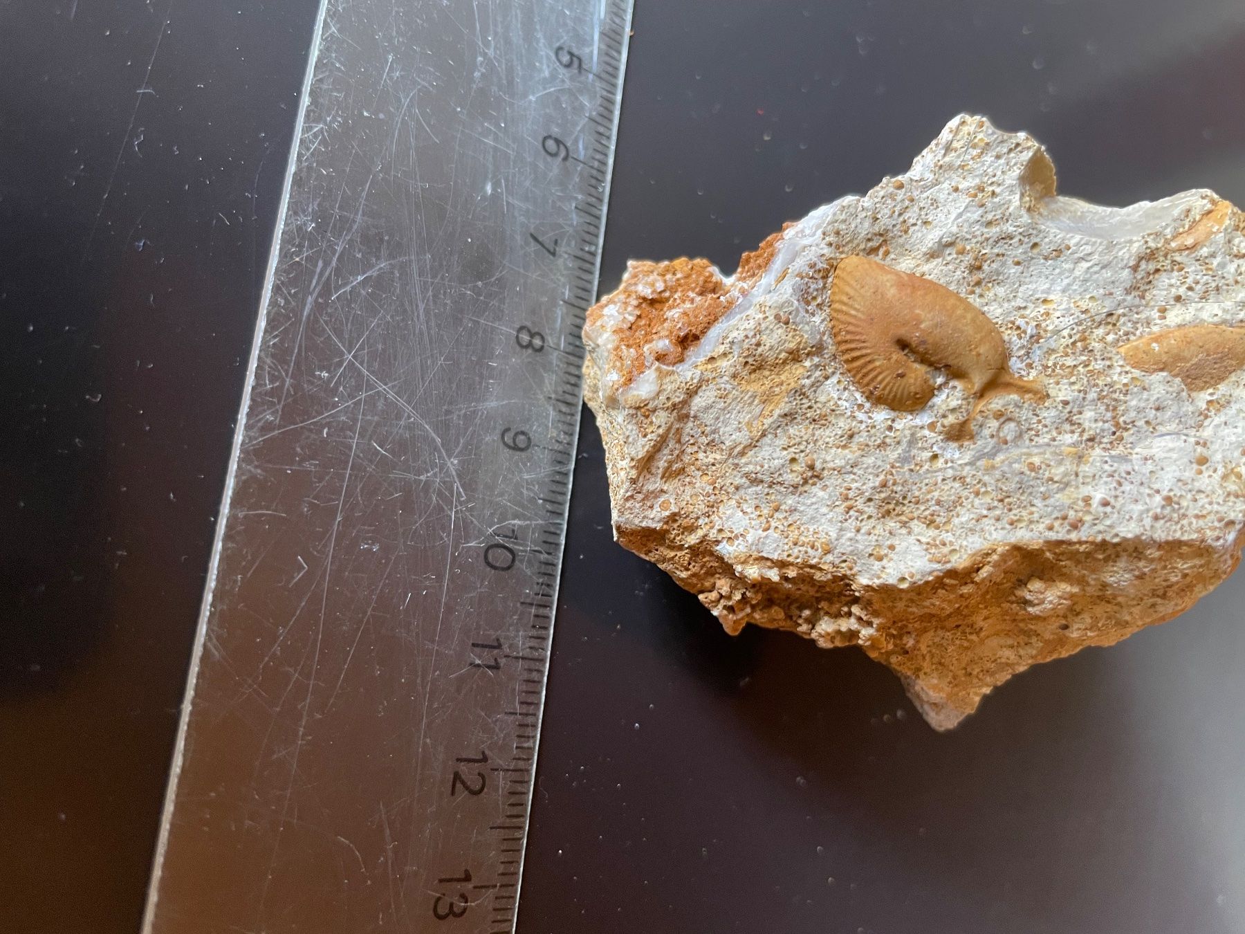 Fossili: Stufe mit Oecoptychus refractus. Ammonit mit "Ohr+Kapuze" – Usato da buch am irchel venduto da Hildoceras 1