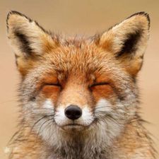 Profile image of Fuxulu