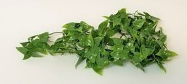 Evergreen Vine 40 cm Terra Exotica - 2 Stück *AKTION*