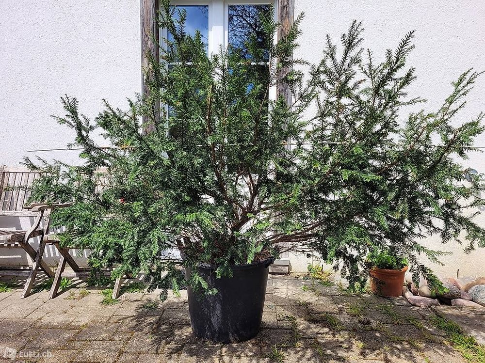 geigenfeige wie schnell wchst Ficus lyrata