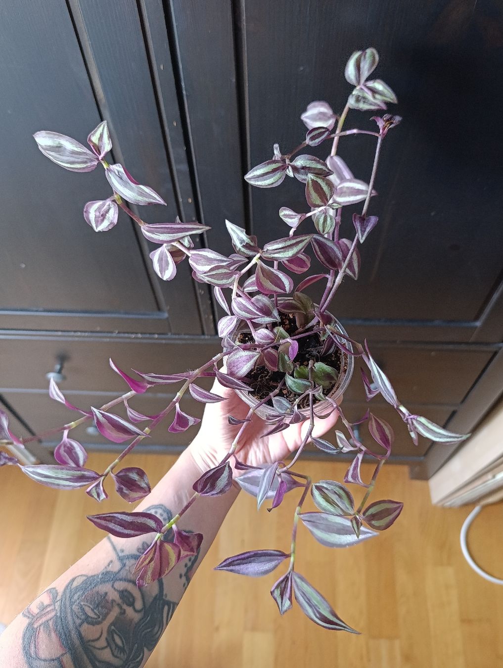 Piante & sementi: Tradescantia Zebrina – Nuovo (secondo la descrizione) da Baar venduto da L.isa28 1