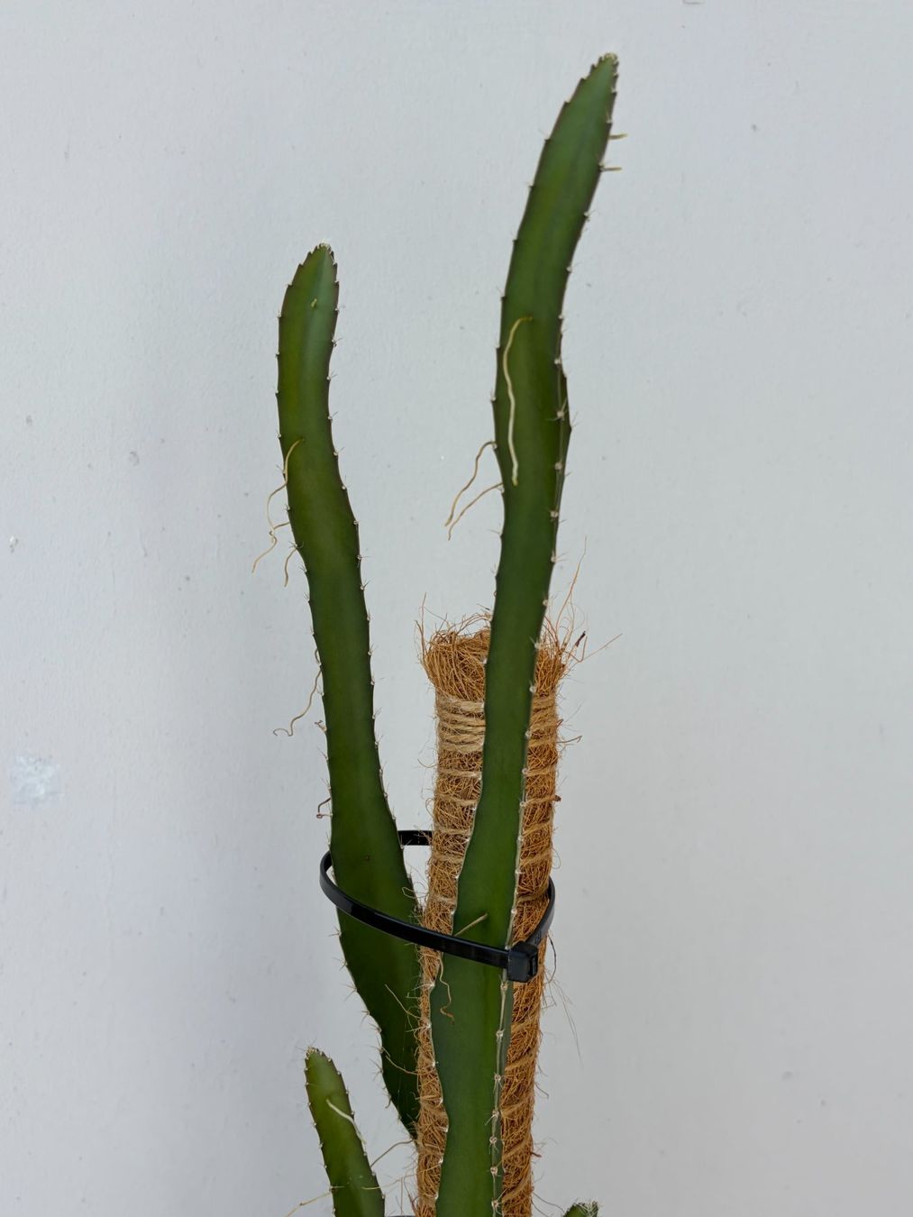 Piante & sementi: Drachenfrucht-Pflanzen, (rotfleischige Drachenfrucht) – Usato da Boll venduto da NRie 2