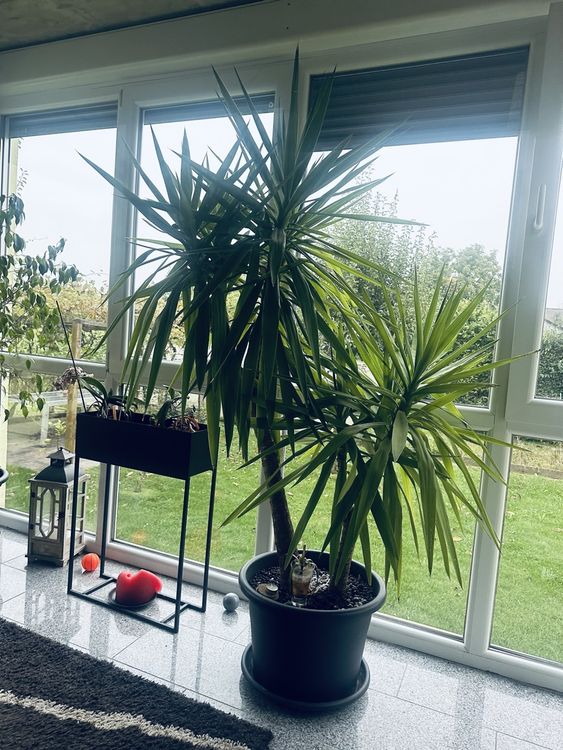 Yucca Palmen über 2m Kaufen auf Ricardo