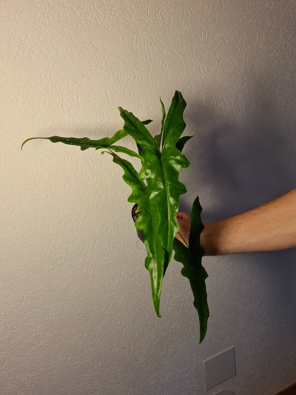 Piante & sementi: Alocasia Sabrina – Usato da Hausen AG venduto da Pflaenzlioase 2
