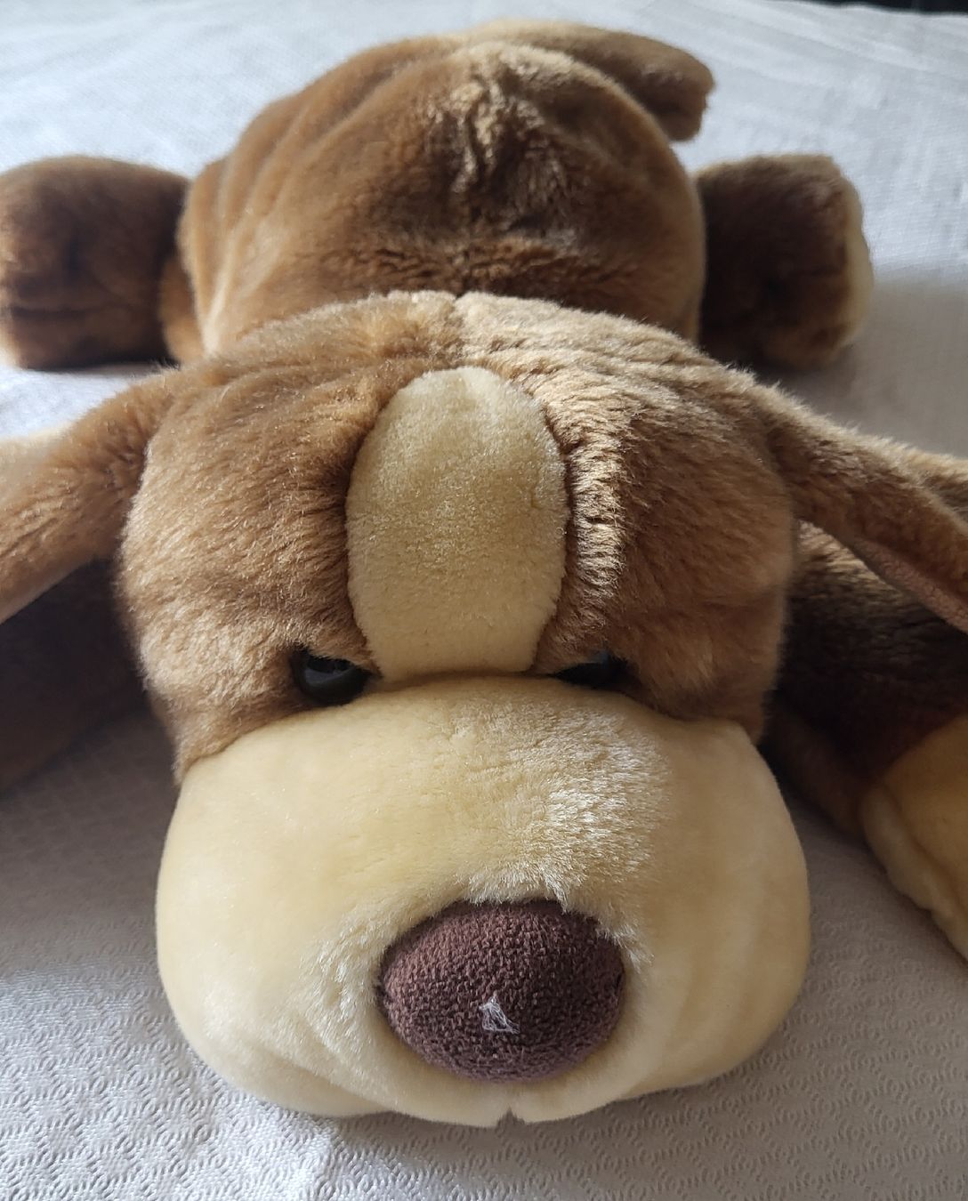 Spielzeuge: Peluche chien marron doux – Neu (gemäss Beschreibung) aus Fribourg von VictoriaShop7 1