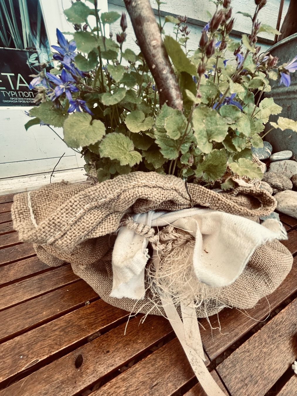 Piante & sementi: Winterharte Campanula dekoriert – Usato da Frauenfeld venduto da Irene.Schuppli 4
