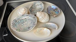 Diverse Muscheln und Perlmuttschalen 7 Stück