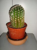 Kaktus