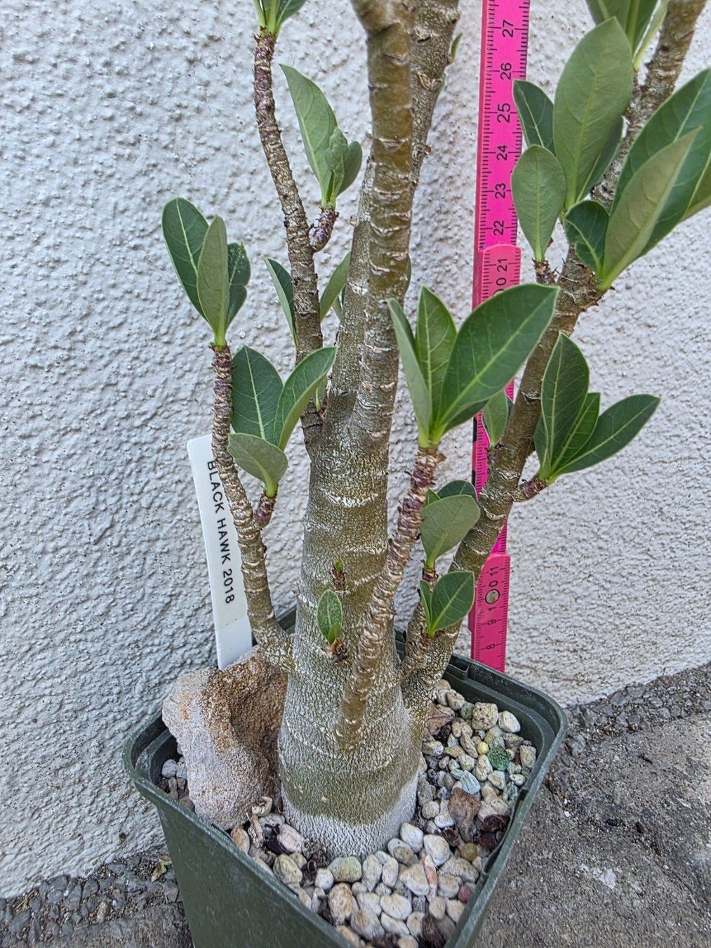 Plantes & graines: Adenium arabicum "Black Hawk" / Wüstenrose – D'occasion à Thalheim par silvara01 4