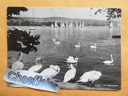1953  Z 8411 Am Zürichsee
