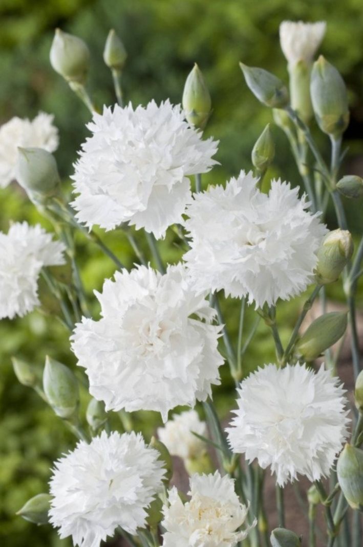 Piante & sementi: Dianthus 'double White' – Usato da Eschenbach LU venduto da rap_9fdh 1