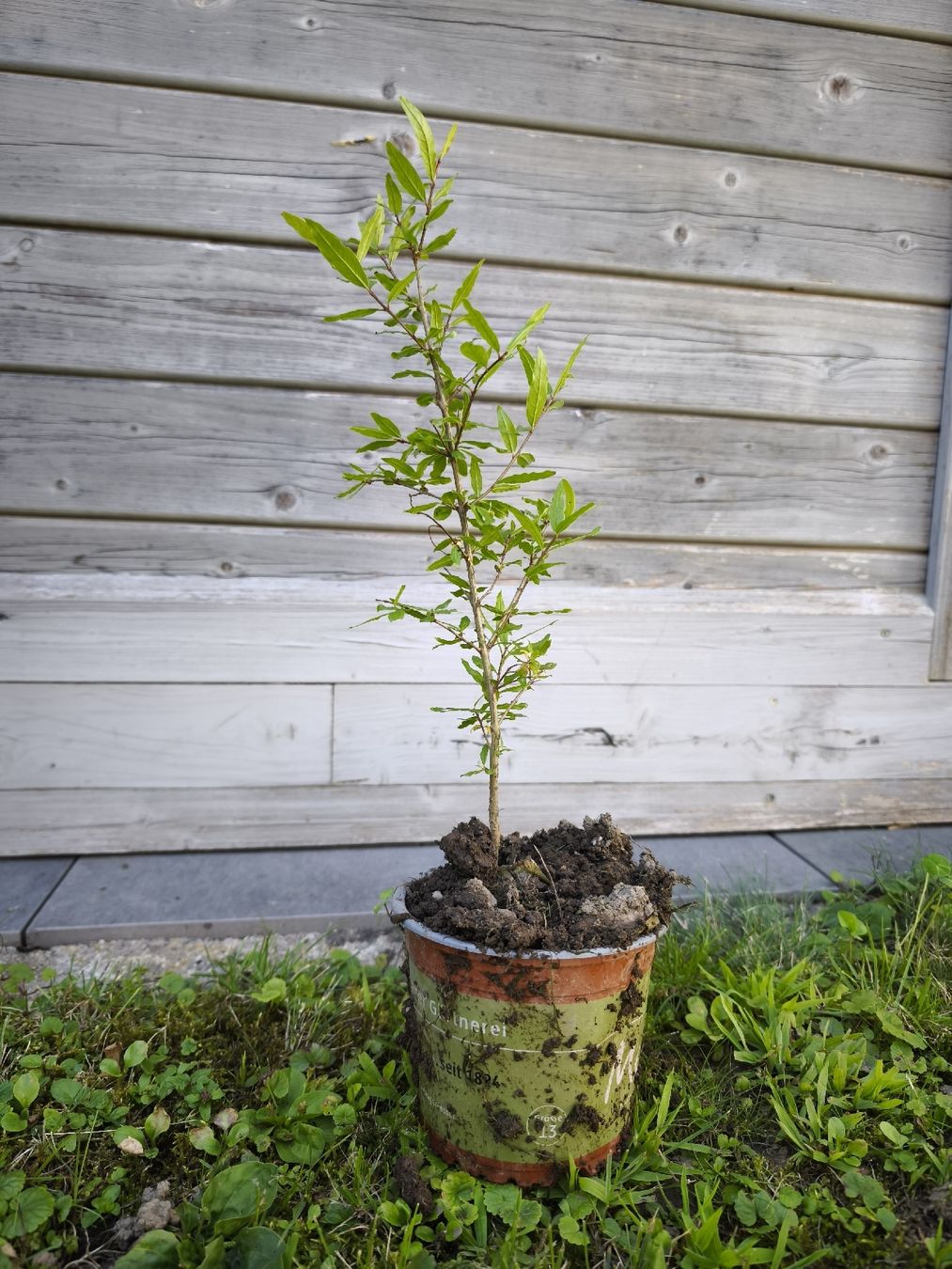 Piante & sementi: Granatapfelbaum 🌱 – Usato da Uznach venduto da Mmanson1 3