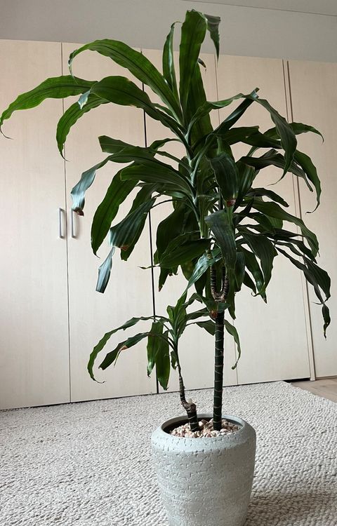 Dracaena fragrans (Duftender Drachenbaum), in Hydrokultur Kaufen auf