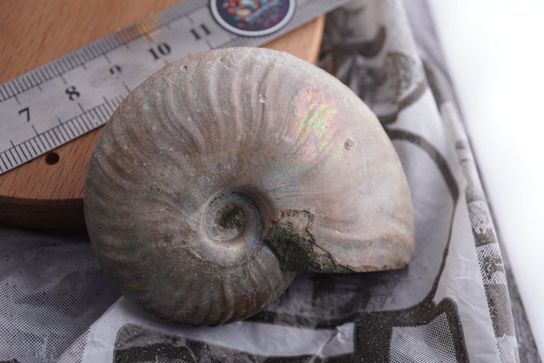 Minéraux & Lithothérapie: Ammonit  Opalisiert   Wunderschön  ca  70mm – Neuf avec emballage d'origine à Eschenbach SG par topstone 5