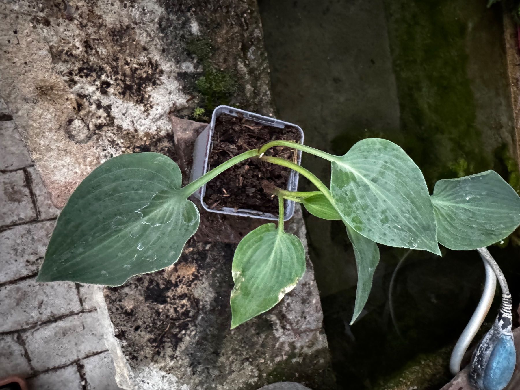 Plantes & graines: Hosta blue cadet – D'occasion à Lajoux JU par Briard0 1