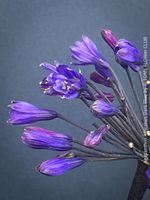Agapanthus Africanus 'Dark Blue' - Afrikanische Schmucklilie