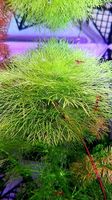 Limnophila gigantea - Seltene Rarität