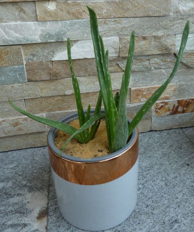 Aloe Vera / Agave / Pflanze Kaufen auf Ricardo