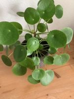 Pilea peperomioides