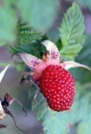 Piante & sementi: Framboisier TROPICAL RARE ! 20g – Nuovo (secondo la descrizione) da Bremblens venduto da FIBONACCI369
