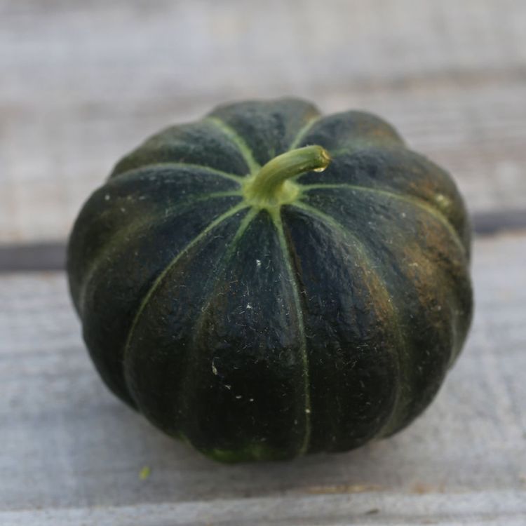 Melone Noir Des Carmes Cucumis Melo Samen Kaufen Auf Ricardo