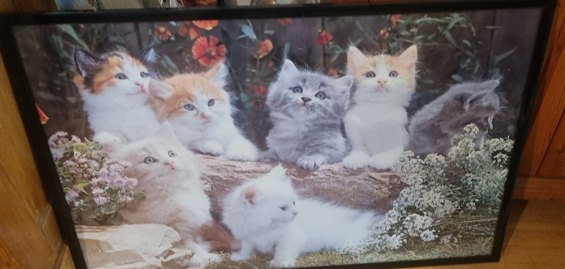Poster & Bilder: Süsses Katzenbild mit Rahmen gerahmt – Gebraucht aus Basel von Jcva