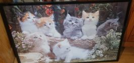 Süsses Katzenbild mit Rahmen gerahmt