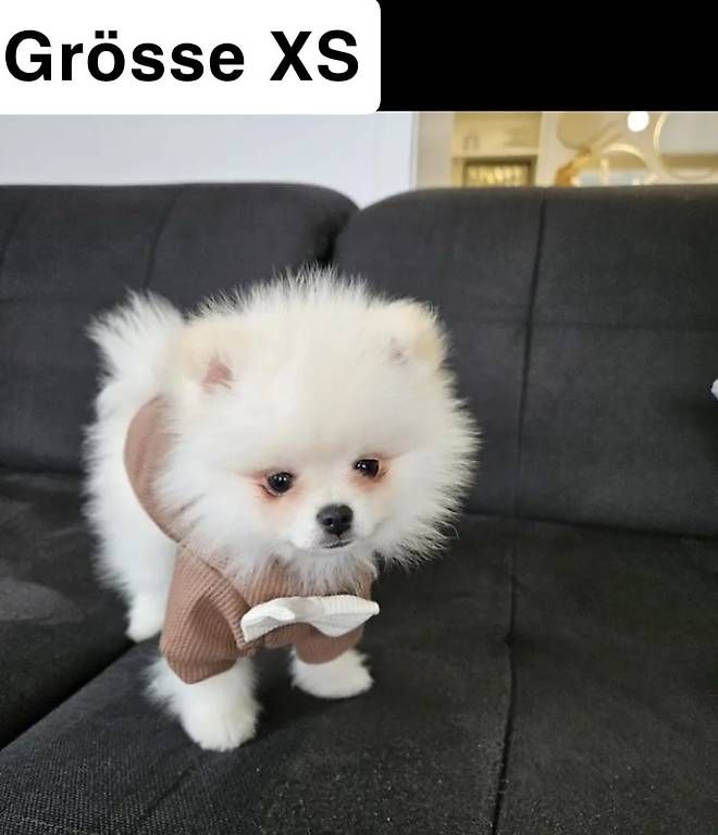 Abbigliamento: Hunde Bekleidung  – Usato da schaan venduto da nat_cx6y 1