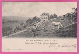 Gruss vom Hörnlikulm gel 1904 mit Kühen