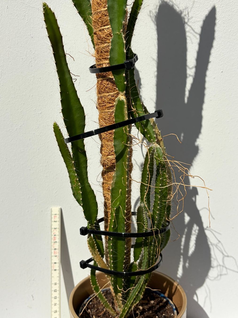 Piante & sementi: Drachenfrucht-Pflanzen, (rotfleischige Drachenfrucht) – Usato da Boll venduto da NRie 2