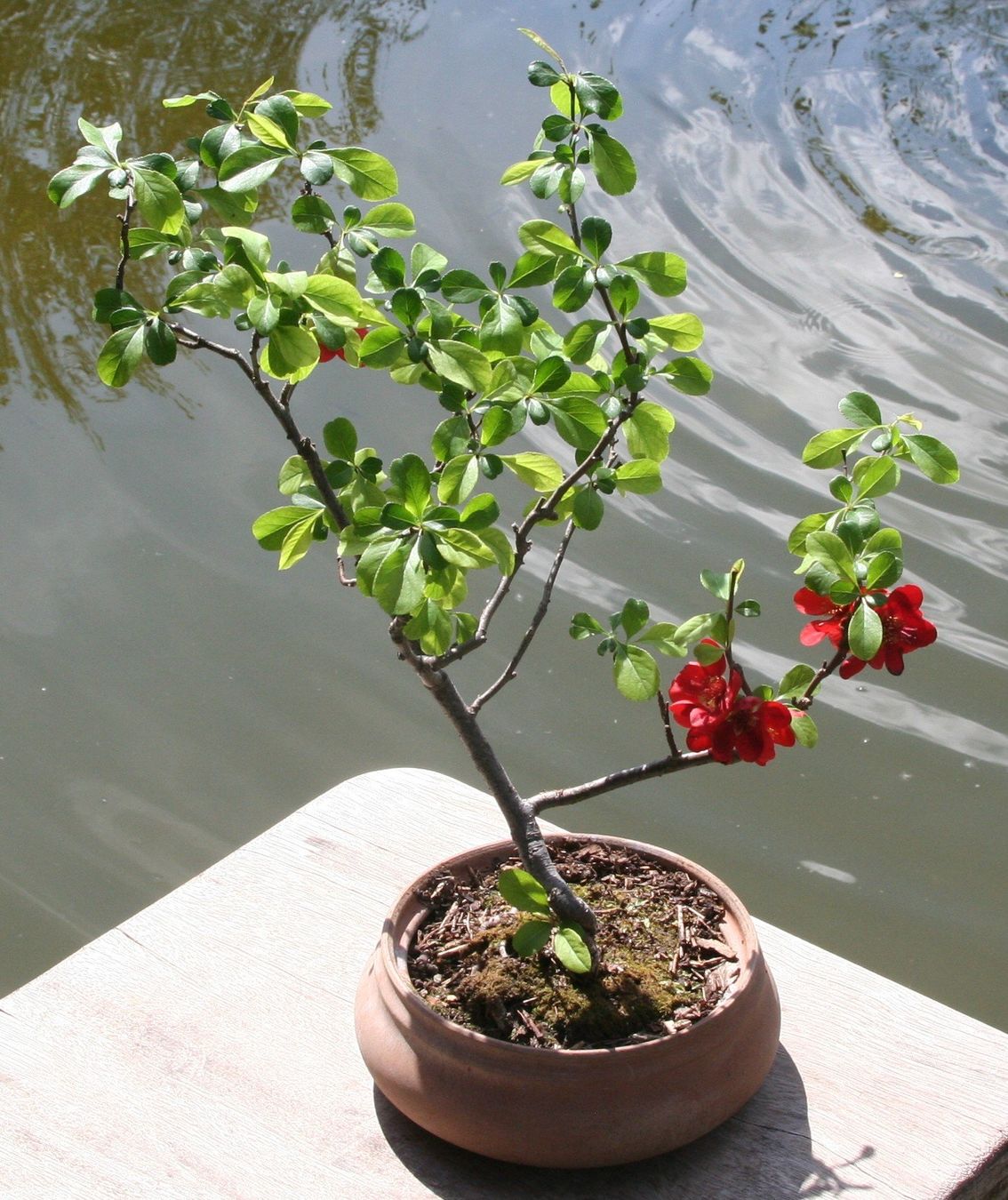 Plantes & graines: BONSAI  -  Zierquitte – D'occasion à Gretzenbach par Sikim 2