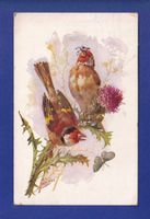OISEAU